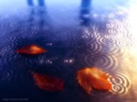 Reflections of the fall - Dmitry Savinoff