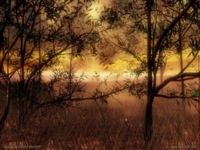 Steppe - Dmitry Savinoff