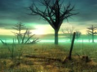 Swamp - Dmitry Savinoff