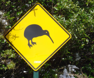 Vorsicht Kiwi - meine Reise nach Australien und Neuseeland